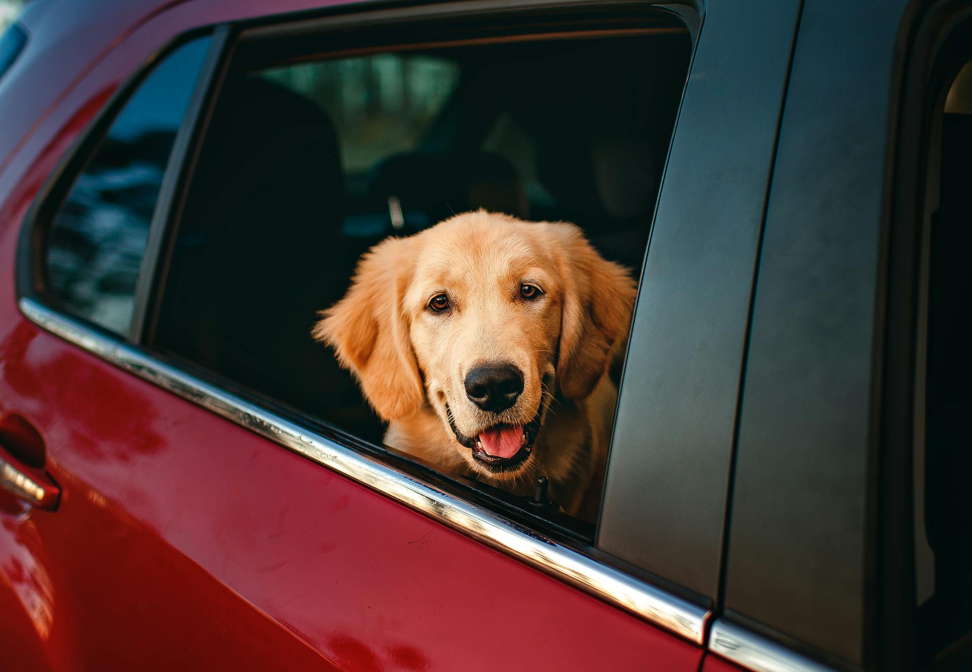 Bringing pets from abroad